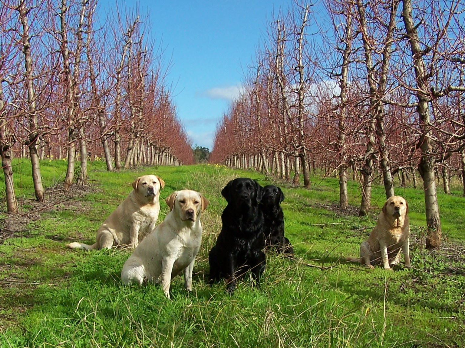 Dogs in the orchard